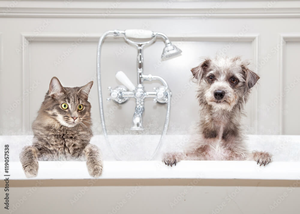 Pet-Friendly Eczema Solutions 101: Tips and Tricks for Happy, Healthy Kids and Furry Friends 5 Dog and Cat Pets in Bathtub Together