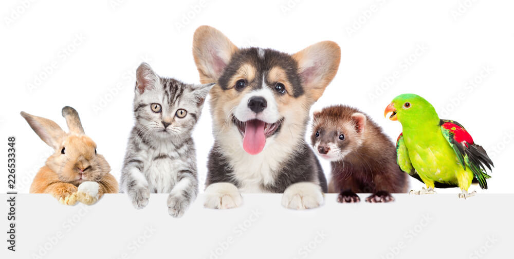 Pet-Friendly Eczema Solutions 101: Tips and Tricks for Happy, Healthy Kids and Furry Friends 3 Group of pets together over white banner. isolated on white background