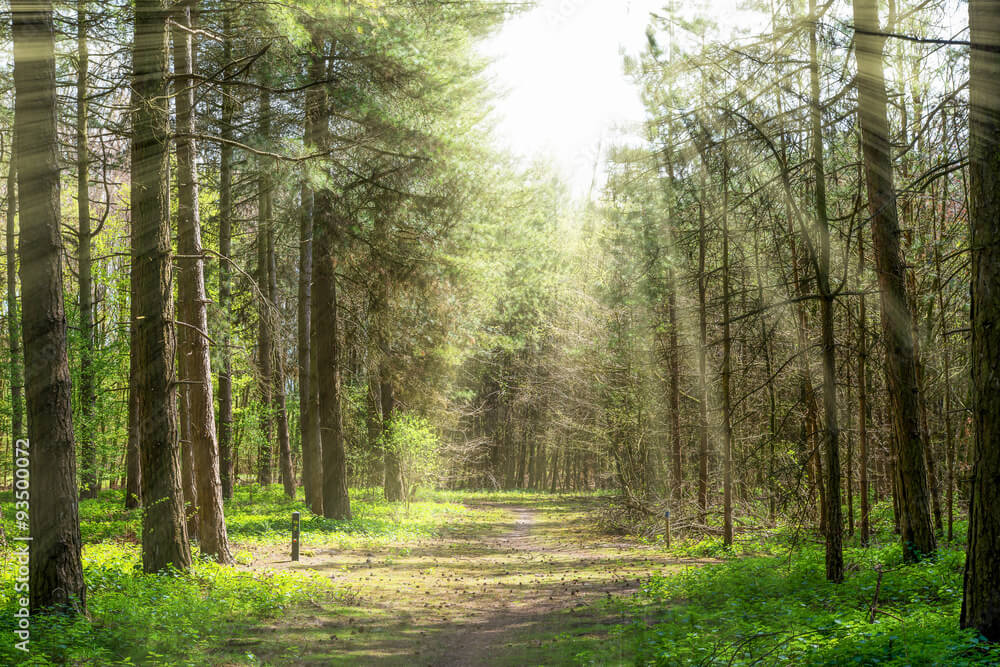 Forrest trees with path in the middle and sun rays
