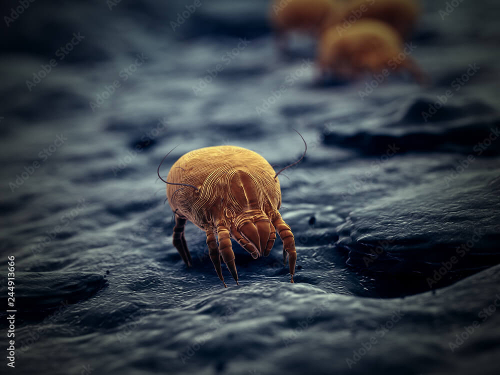 3d rendered illustration of a house dust mite